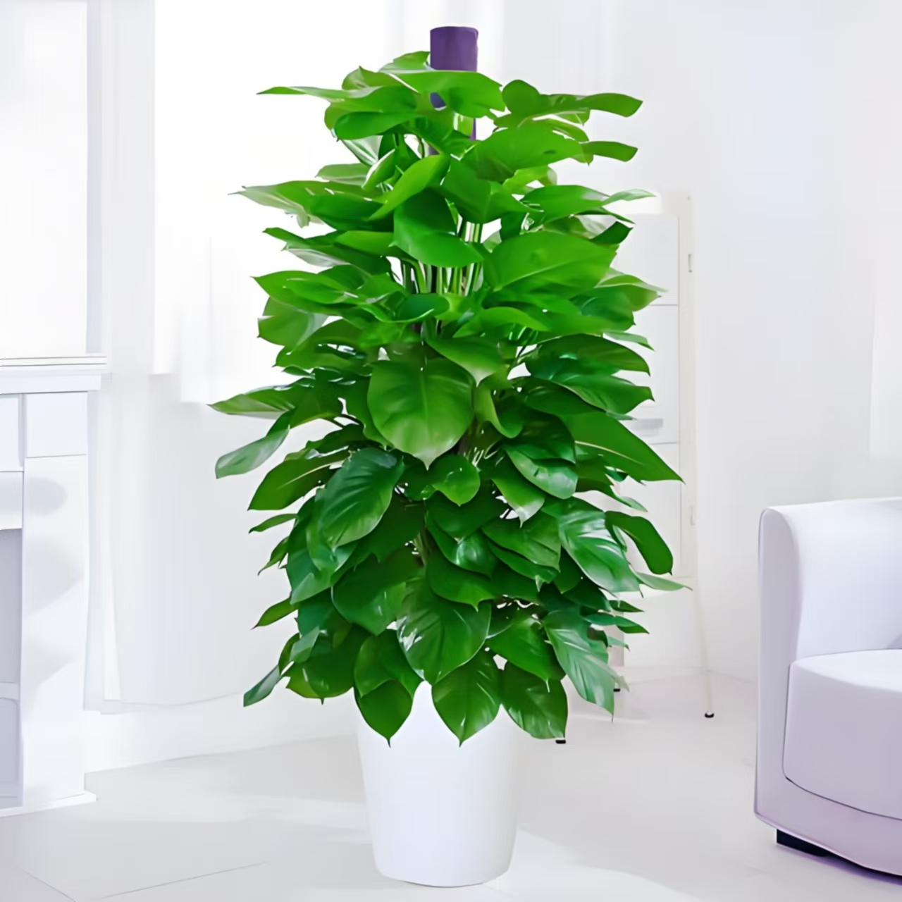 植物租摆31