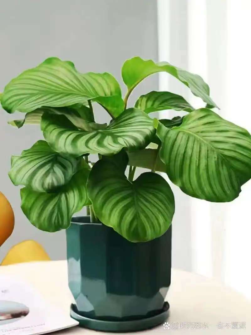 植物租摆35