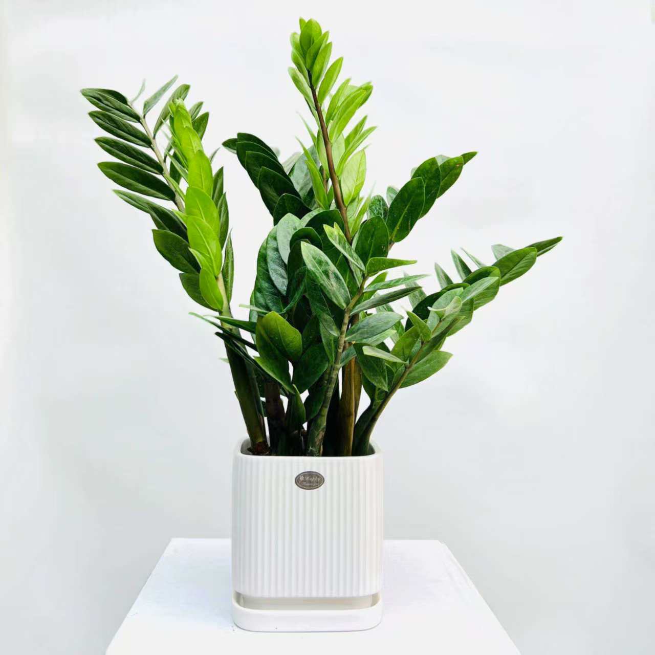 植物租摆37