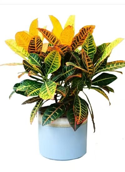 植物租摆41