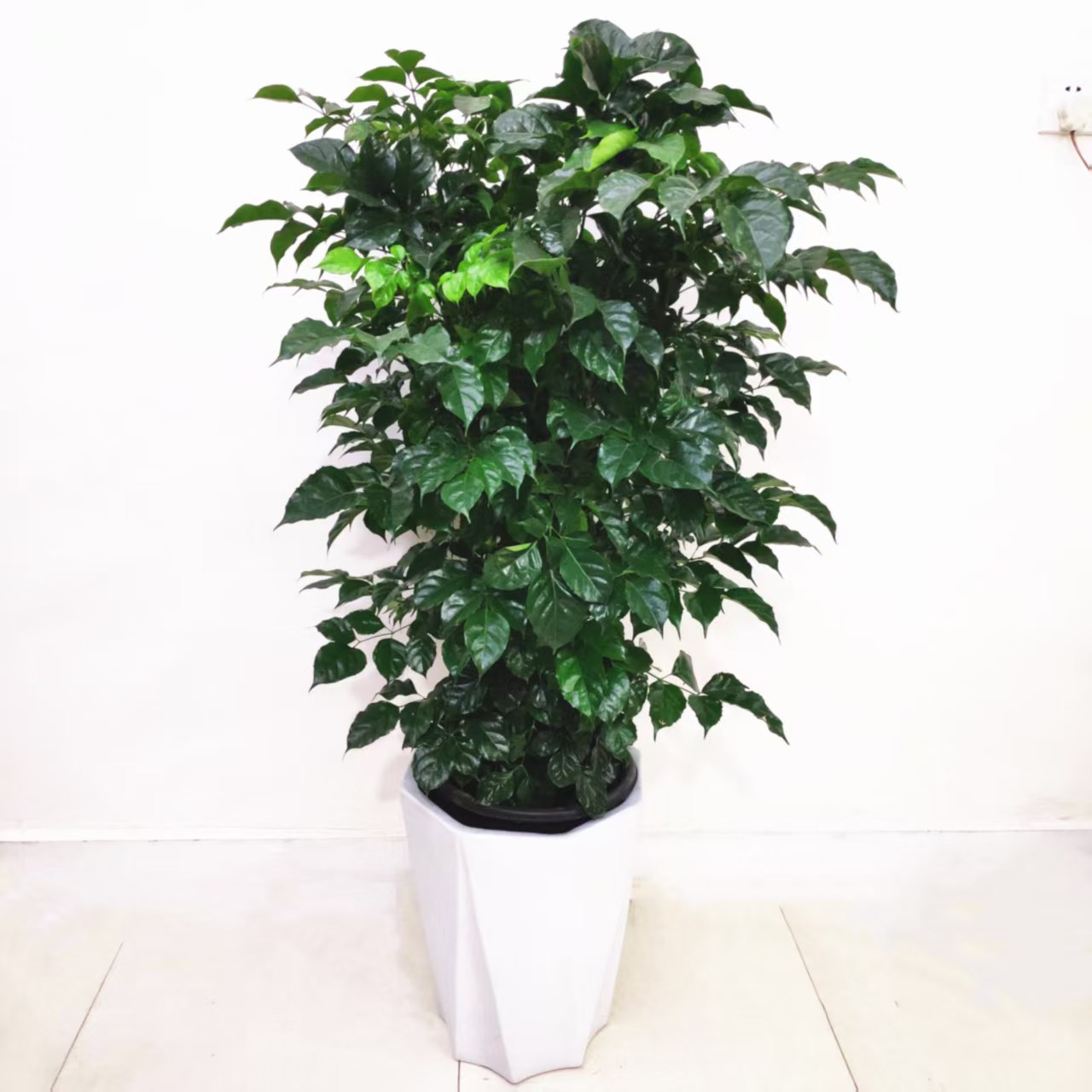 植物租摆42