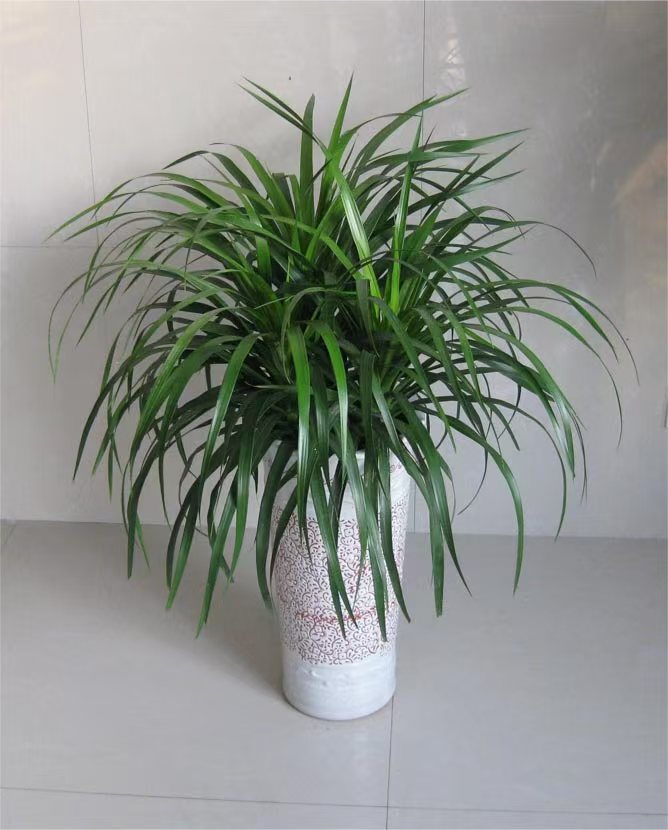 植物租摆43