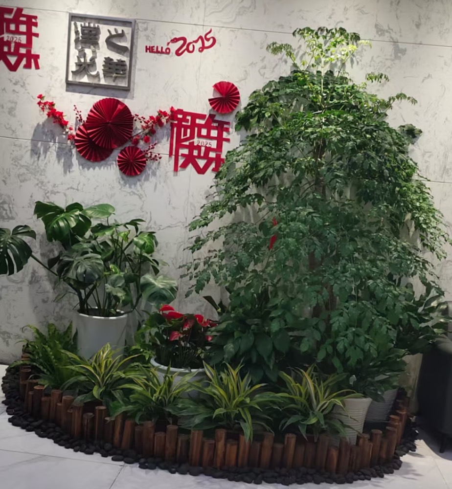 植物租摆76